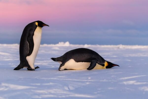 Ten reasons why penguins are the cutest animals on the planet