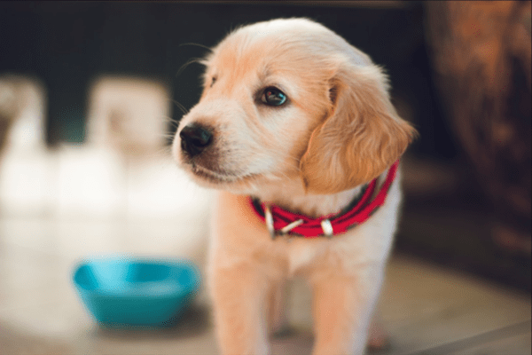 The Top 3 Potty Training Methods for Puppies