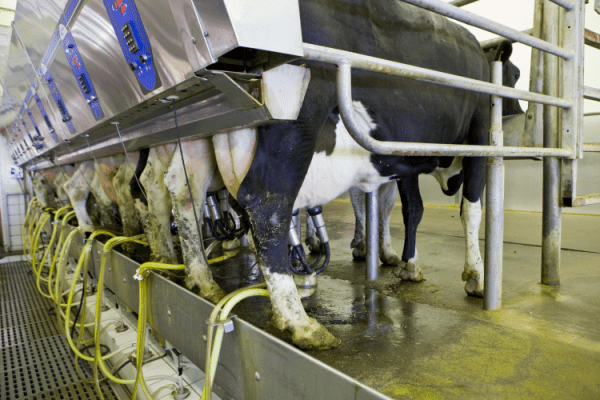 Until the labour issue in the UK is resolved, dairy prices may continue to rise