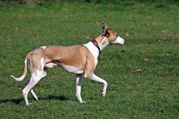 Best Greyhounds in History