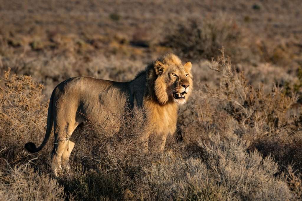 Lion on an open field