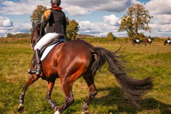 The Ultimate Guide to Premier Equine Rugs for Your Horse