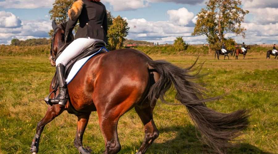 The Ultimate Guide to Premier Equine Rugs for Your Horse