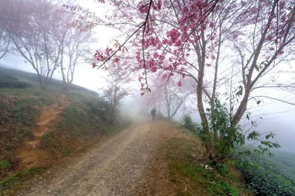 Blossoms and Beginnings: A Guide to the Best Springtime Travel Destinations