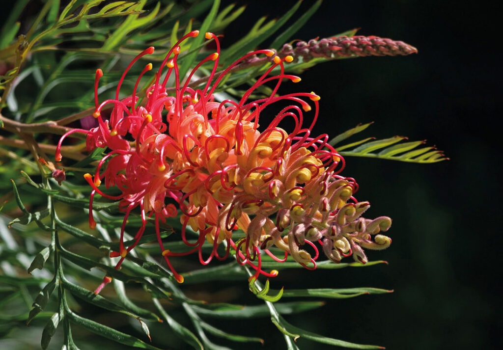 Grevillea