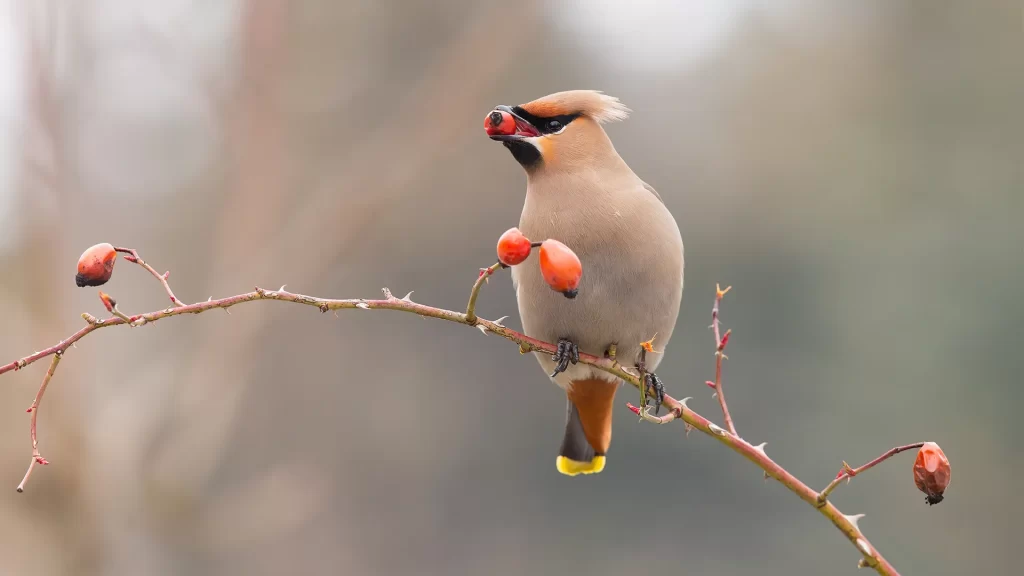 Waxwings