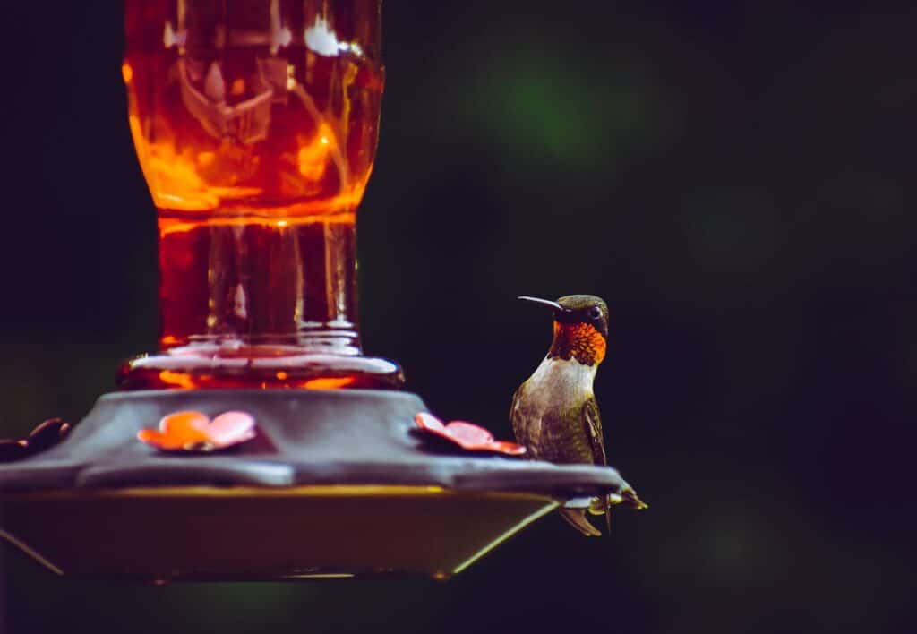 Smart Bird Feeders